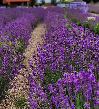 Vakantiehuis Lawendowy Zakatek Machowino- Grosso Ustka