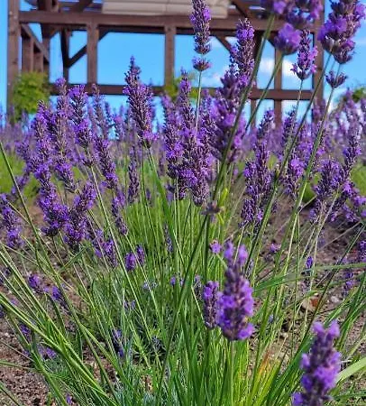 Lawendowy Zakatek Machowino- Grosso Vakantiehuis *