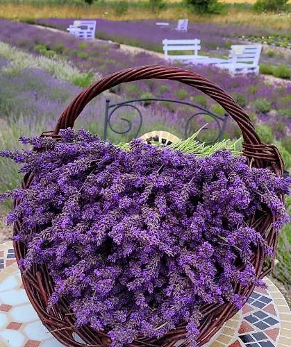 度假居 Lawendowy Zakatek Machowino- Grosso 乌斯特卡