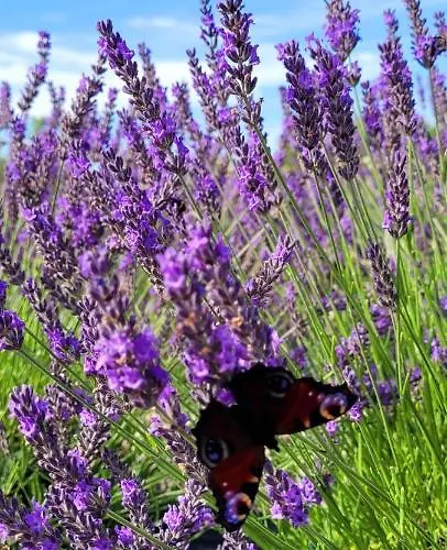 度假居 Lawendowy Zakatek Machowino- Grosso 乌斯特卡