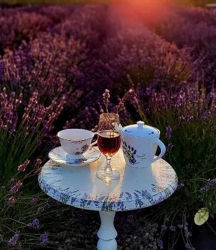 度假居 Lawendowy Zakatek Machowino- Grosso *