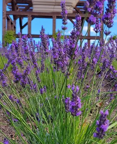 Lawendowy Zakatek Machowino- Grosso 度假居 *